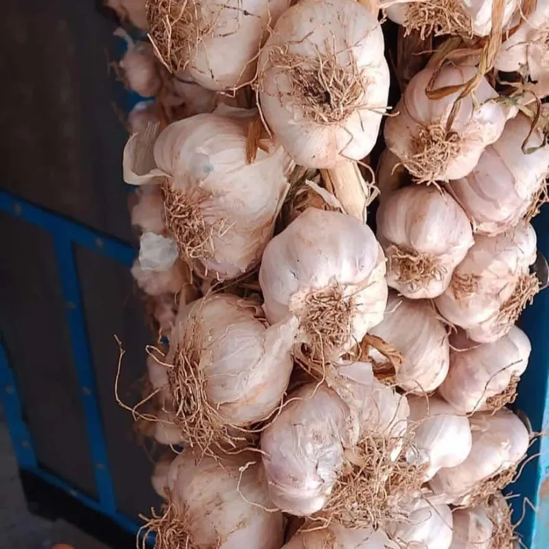 Pata de ajo 