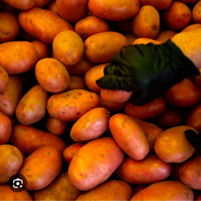 BOLSA PAPAS ( 5 LIBRAS) 🥔🥔🥔🥔🥔