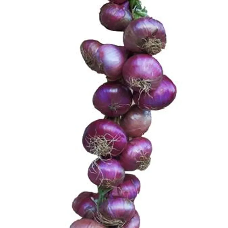PATA DE CEBOLLA 🧅