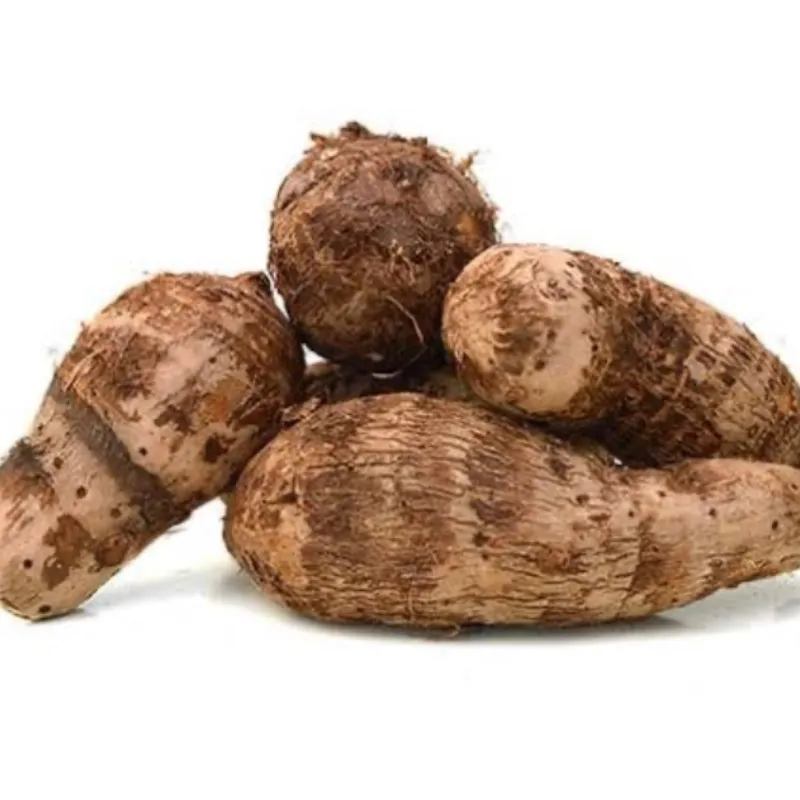 Malanga