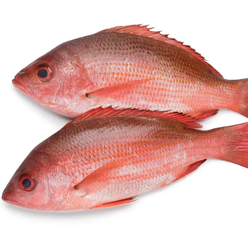 Pescado Pargo de Altamar Listo para Asar - 5.5 libras *Excepcional Calidad
