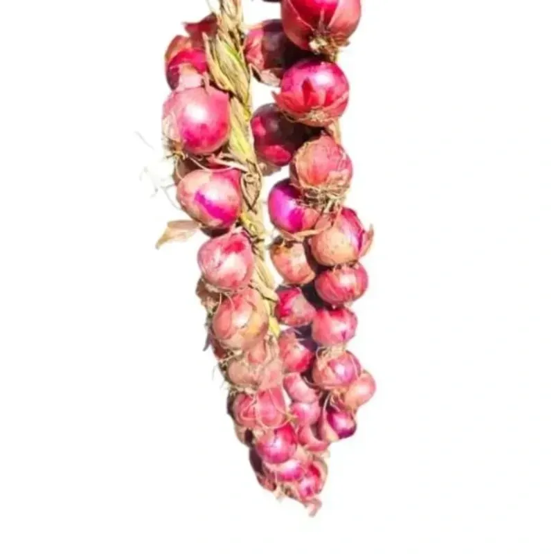 Rista de Cebolla
