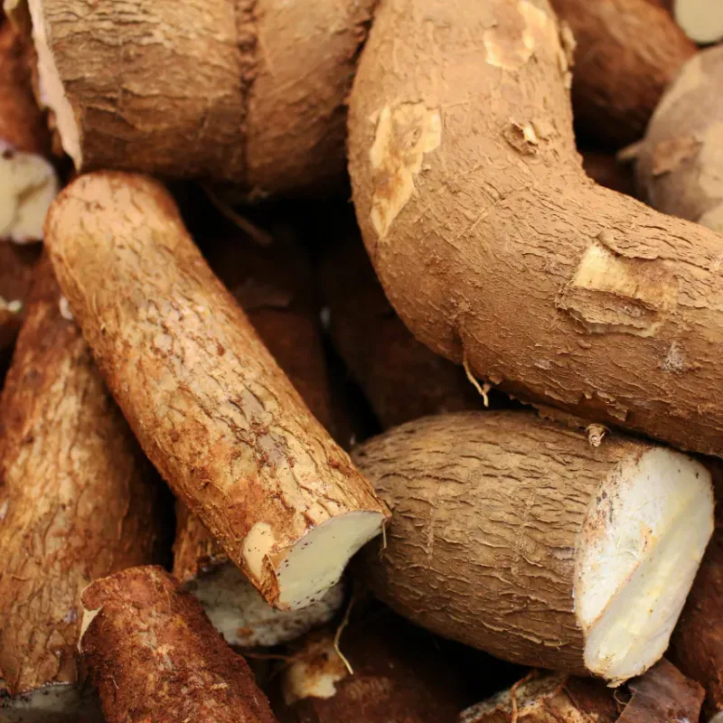Yuca