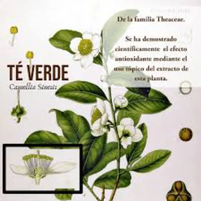 Te Verde, Menta, Limon- Miel- Jengibre, Boldo, Tilo