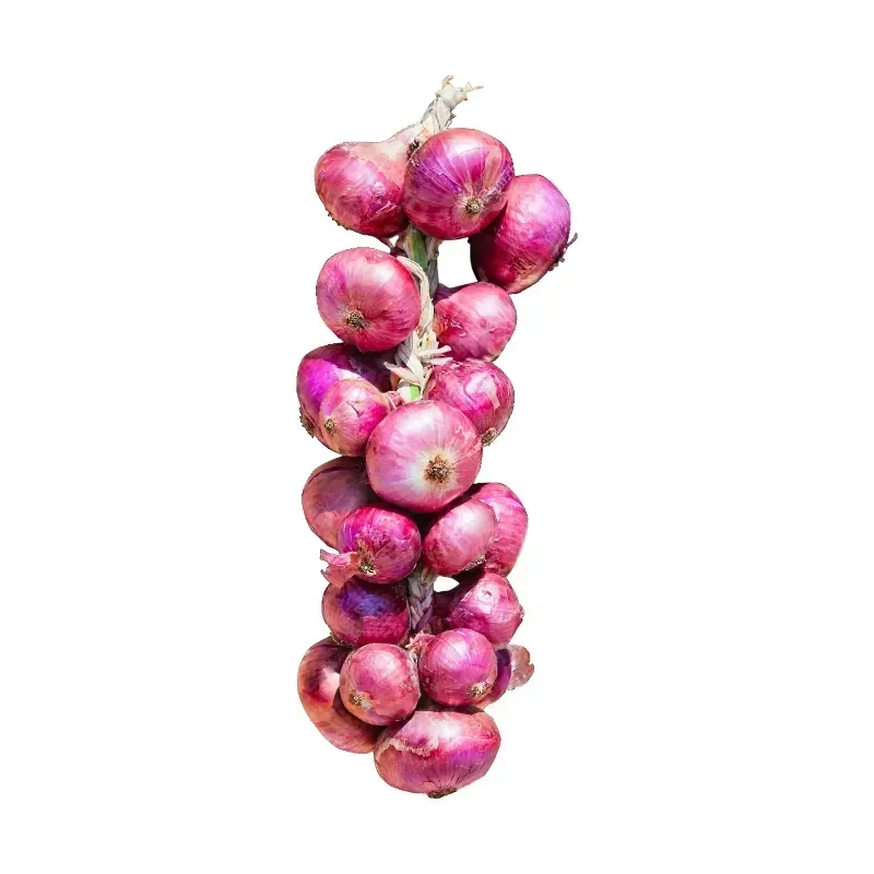 Cebolla
