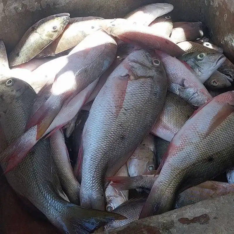Pescado