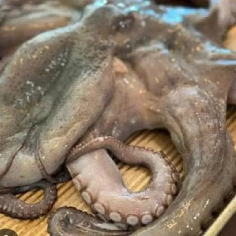 Pulpo