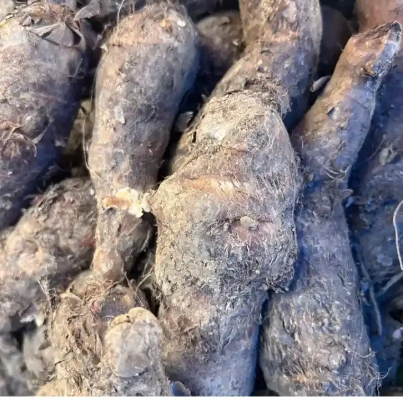 Malanga