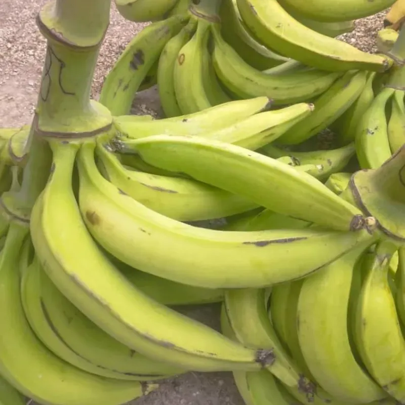 Plátano Vianda(Plátano)